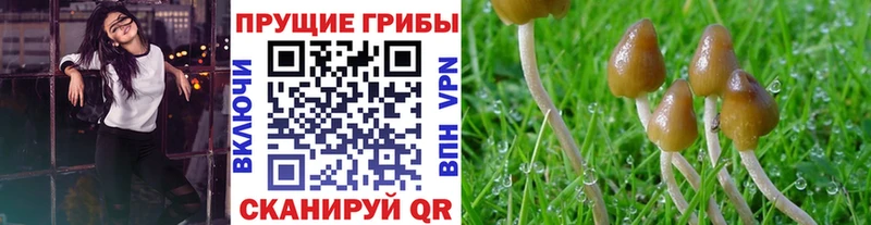 закладка  Новотитаровская  hydra маркетплейс  Псилоцибиновые грибы GOLDEN TEACHER 